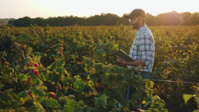 A man examines a crop of raspberries in a field