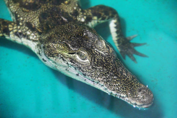 A fake saltwater crocodile head floats in farm dam in New South Wales , Australia. Just head of the crocodile showing