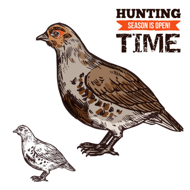 Grouse wild forest bird, hunting season prey Hunting season, wild grouse in brown plumage. Bird or poultry prey, hunt time, hunters club. Vector fat animal with beak and wings, shooting sport or hobby, live flying aim in sketch style isolated grouse stock illustrations