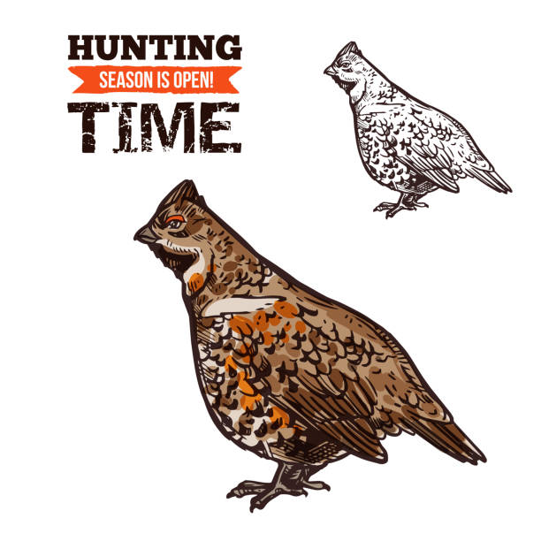Hunting bird hazel grouse vector sketch Grouse bird vector sketch. Hunter trophy wild bird, hazel grouse, hunting open season time grouse stock illustrations
