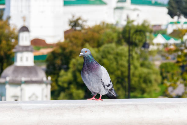 istock Dove sitting on handrail in a city park 1173748520