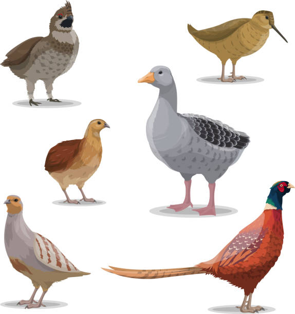 Isolated hunting birds, vector wildfowl Birds species, hunting season, poultry isolated vector. Goose and grouse, woodcock and pheasant, quail and partridge. Forest winged and feathered animals with bright plumage, realistic wildfowl grouse stock illustrations