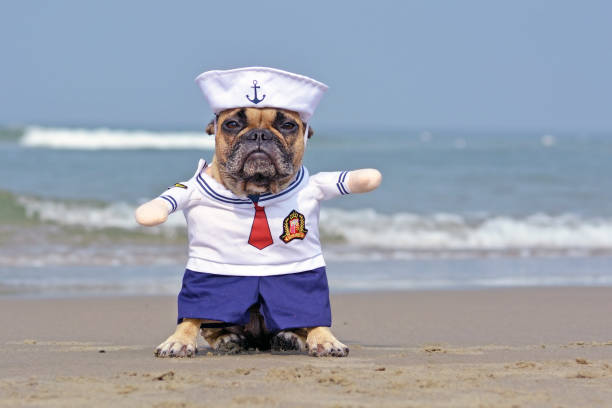 lustige französische bulldogge verkleidet mit einem niedlichen matrosenhund halloween-kostüm am strand mit ozean im hintergrund - photography nature animals and pets beach stock-fotos und bilder