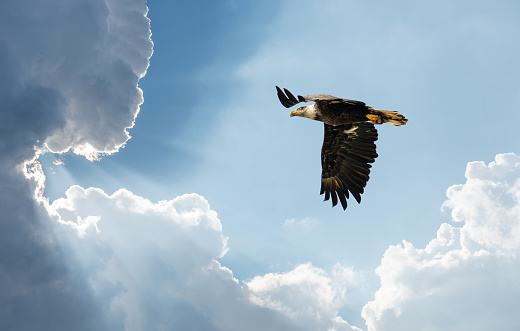 Bald Eagle soaring in the clouds towards sun rays
