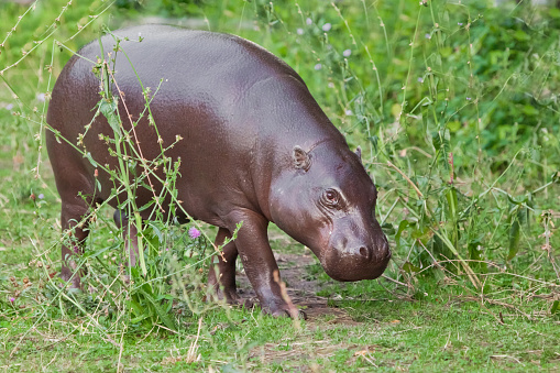 Grazes (eats) on green grass. pygmy hippo (Pygmy hippopotamus)  is a cute little hippo.
