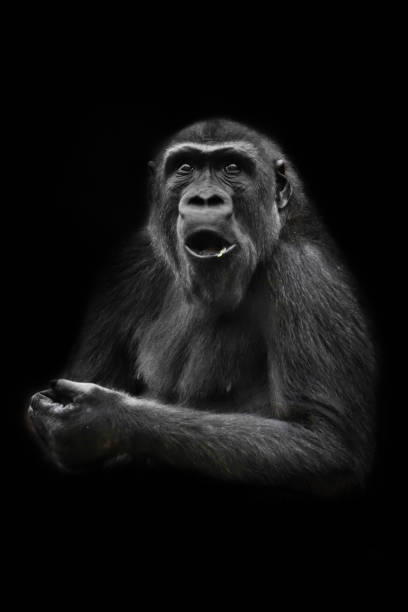 Gorilla Silhouette