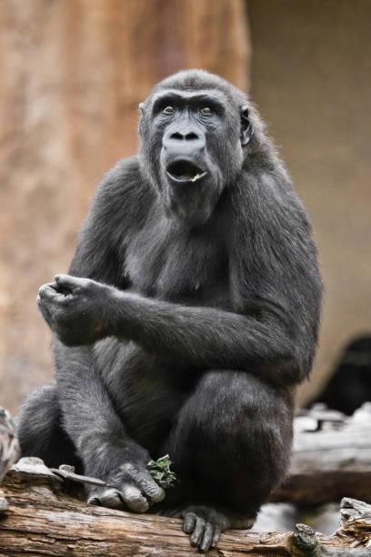 very-surprised-female-gorilla-opened-her