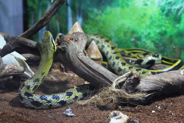 serpent dans le terrarium - cobra snake desert animal photos et images de collection