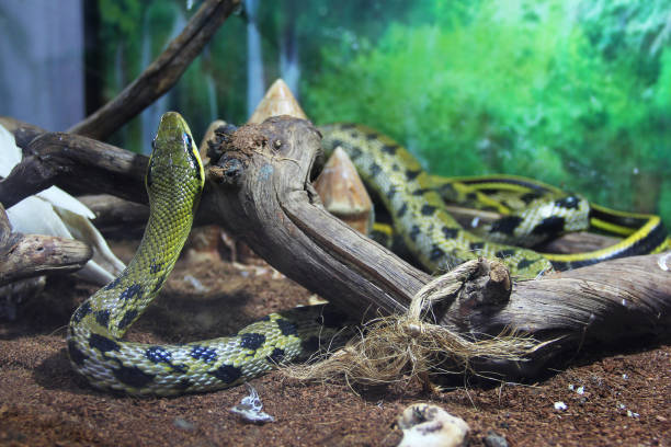 Snake in the terrarium stock photo