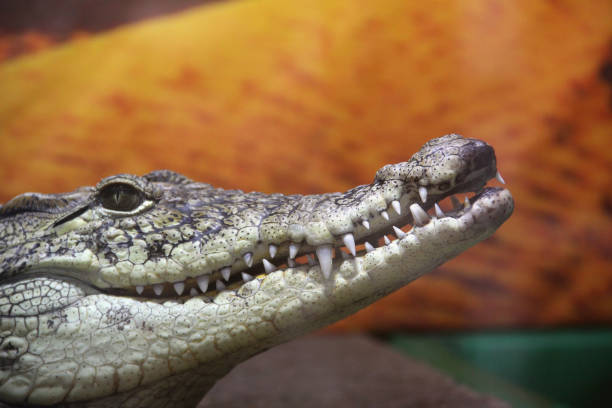istock Crocodile in the terrarium 1173750585