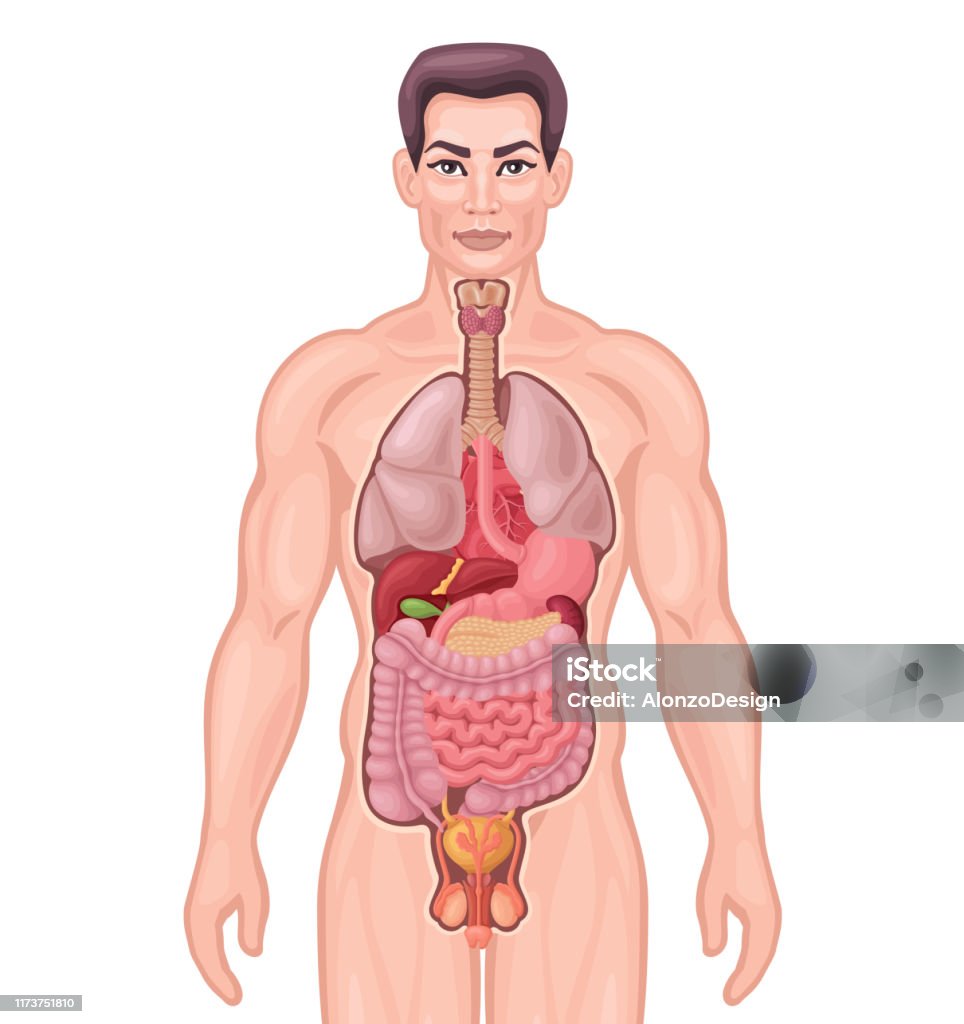 Human Anatomy Male Body And Organs Stock Illustration - Download Image Now - The Human Body, Abdomen, Cartoon - iStock Human Anatomy Male Body And Organs Stock Illustration - Download Image Now - The Human Body, Abdomen, Cartoon - iStock