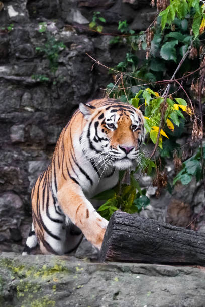 istock Beautiful tiger full-face close-up 1173751871