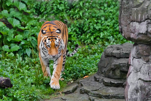 istock beautiful brightly red tiger walks through thickets of bright green grass (jungle) 1173751986