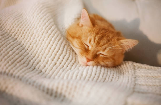 istock Red domestic cat lying in bed close-up. 1173752133