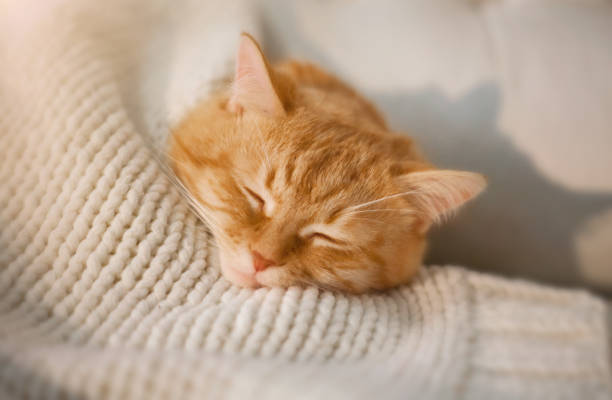 istock Red domestic cat lying in bed close-up. 1173752141