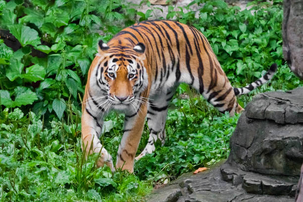 istock A beautiful brightly red tiger walks through thickets of bright green grass 1173752179