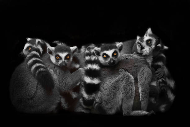 A lot cat lemurs gathered in a heap (group) for a night's sleep, restless glance of burning eyes of animals. Isolated on black background. Symbol of insomnia and nightmares.