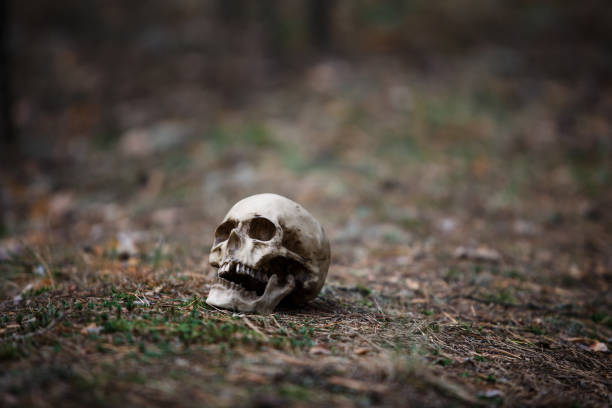 istock A human skull on the ground with pine needles. 1173752539