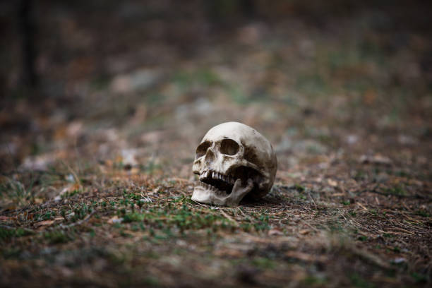 istock A human skull on the ground with pine needles. 1173752540