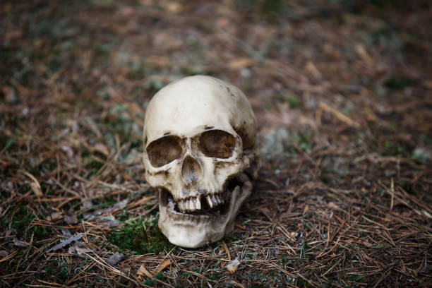 istock A human skull on the ground with pine needles. 1173752541