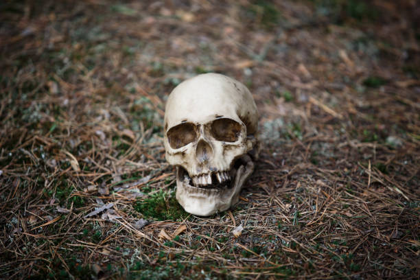 istock A human skull on the ground with pine needles. 1173752552