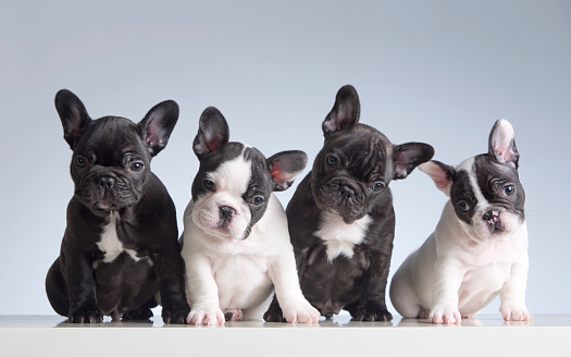 Cuatro bulldogs franceses bebés photo