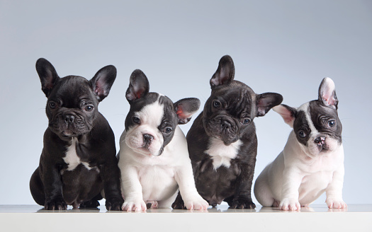 Four baby french bulldogs. Studio shot