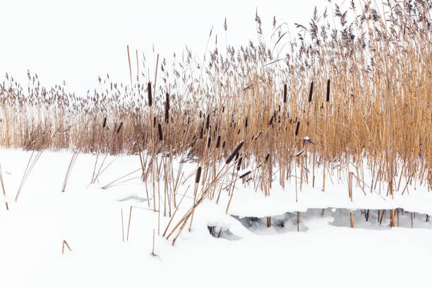 Winter landscape with dry coastal reed in white snow, natural background photo