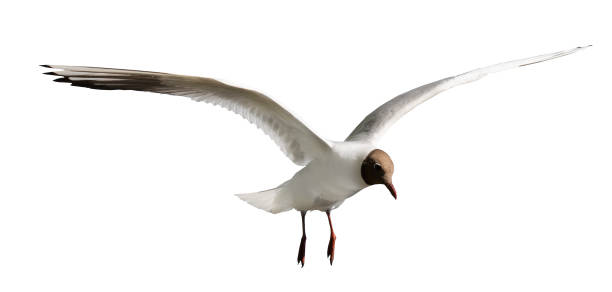 istock small isolated on white gull with black head in flight 1173760014