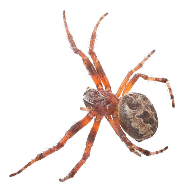 istock isolated on white brown orb-weaver spider 1173760355