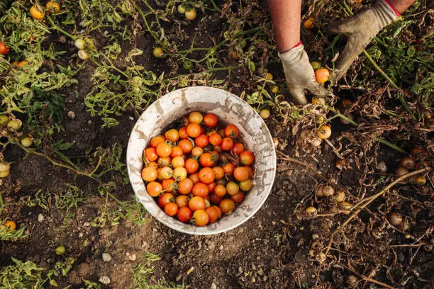 PUGLIA / ITALY -  AUGUST 2019: Cultivation of cherry tomatoes in Puglia, south of Italy