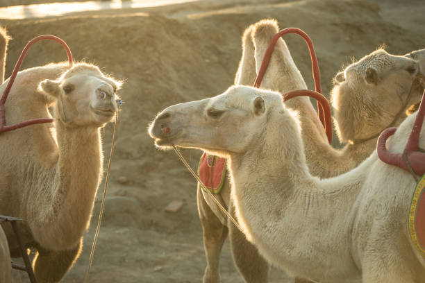 Konye-Urgench, Dashoguz region, Turkmenistan: a hapless camel walls with his front legs tied - steppe