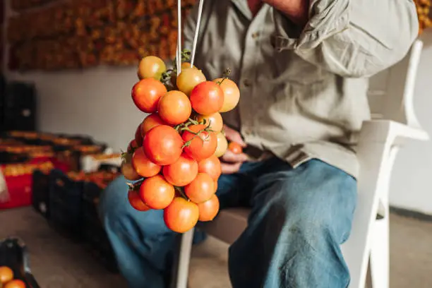 PUGLIA / ITALY -  AUGUST 2019: The old tradition of hanging cherry tomatoes on the wall to preserve them for wintrr time in the south of Italy