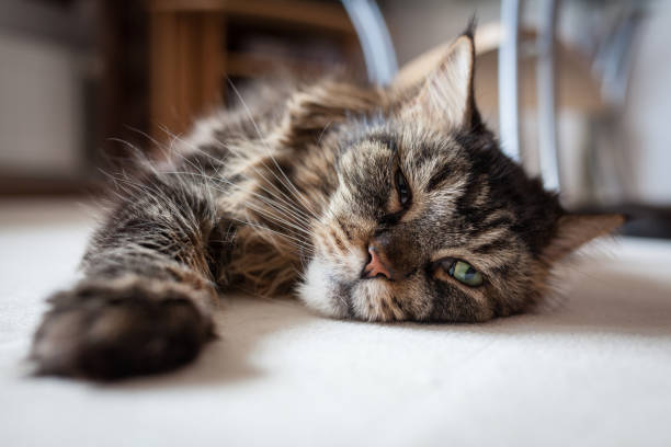 istock Maine coon cat lying on floor 1173764271