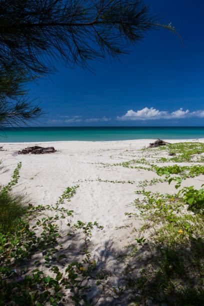 istock Empty paradise beach at Borneo Malaysia 1173764798