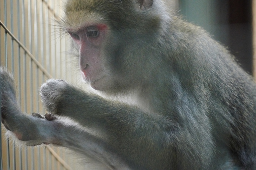 Japanese monkey