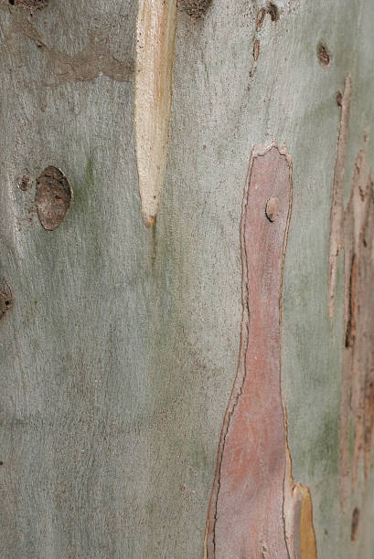 istock View of an eucaplytus bark 1173772093