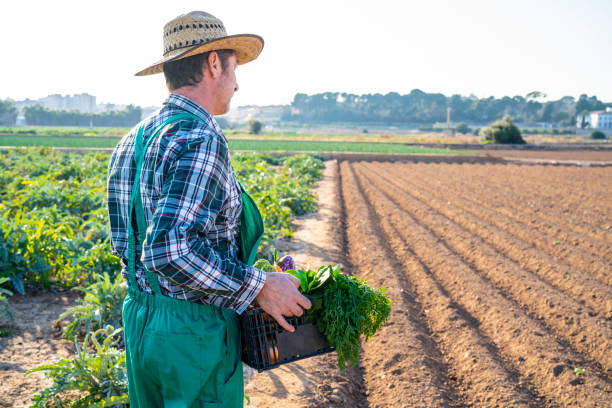 istock Agriculture farmer holding vegetables basket harvest 1173773298