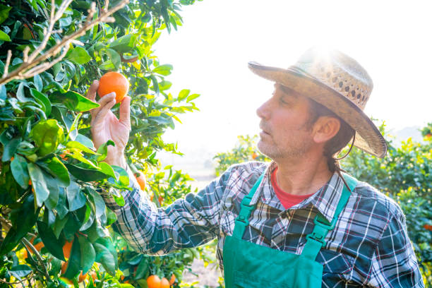 istock Agriculture farmer checking orange tree fruits 1173774583