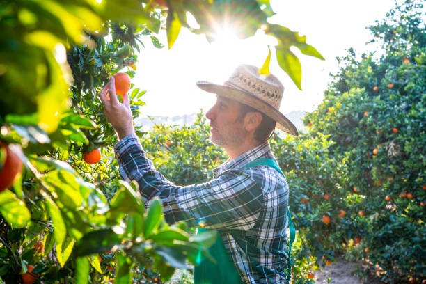 istock Agriculture farmer checking orange tree fruits 1173774694
