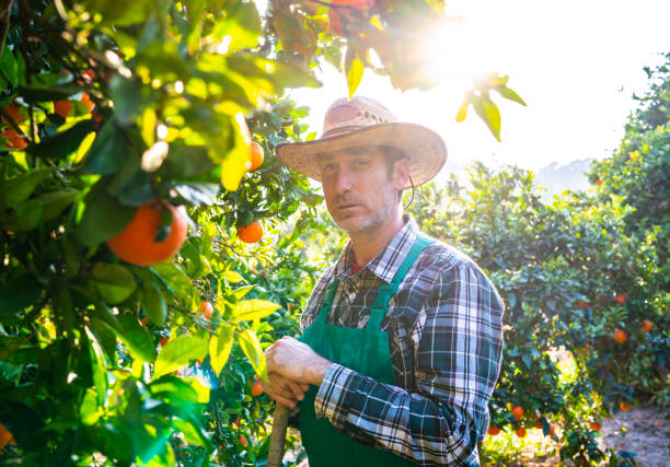 istock Agriculture farmer portrait in orange tree field 1173774775