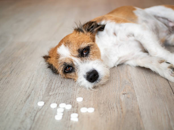 Little dog with tablets and stomach ache on the floor Dog, animal, pet, dangerous, poisoning, see, top view, sitting, small, animal theme, Illness, accident, stomach upset, drug dog poisoning stock pictures, royalty-free photos & images