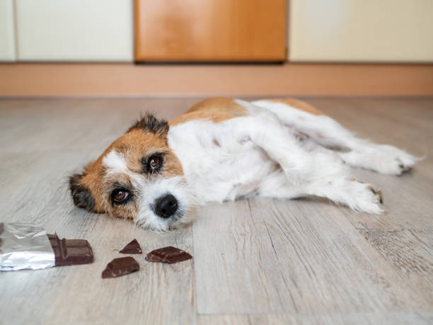 cão misturado-raça pequeno com chocolate e dor abdominal na terra - deadly disease - fotografias e filmes do acervo