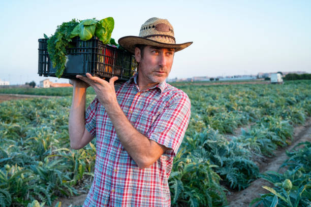 istock Agriculture farmer holding vegetables basket harvest 1173775694