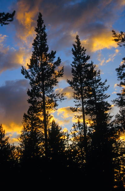 istock Fir trees, northern Finland 1173778772