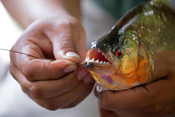 Mouth of a Piranha Hands holding a big piranha taken on Napo river, Ecuador orange piranha stock pictures, royalty-free photos & images