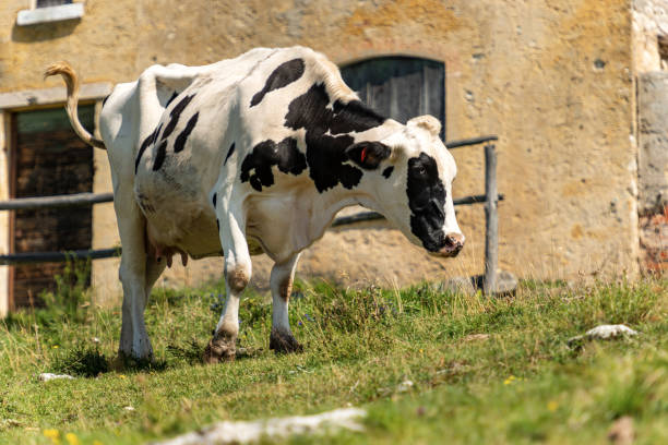 istock White and black dairy cow - Italian Alps 1173781056