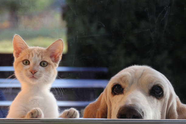 Red cat and dog looking out the window