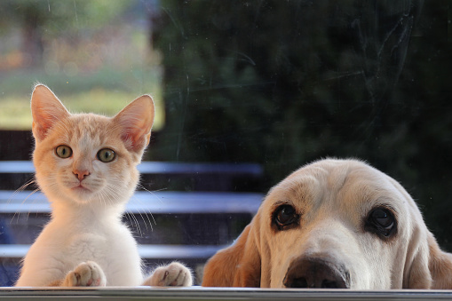 Red cat and dog looking out the window.