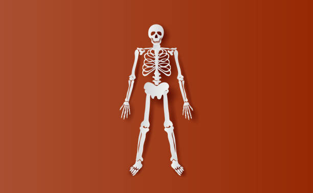 ilustrações de stock, clip art, desenhos animados e ícones de halloween characters of skeleton simple bone.icon on brown isolate background.creative paper cut and craft minimal scene place for your text.biology body human anatomy design vector illustration eps10 - human bone the human body healthcare and medicine human skeleton